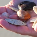 Hand full of seashells